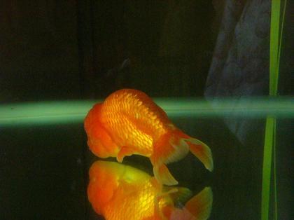 イメージカタログ 50 金魚 くの字 復活