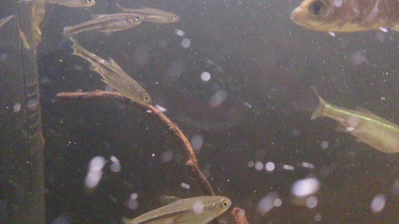 この稚魚は病気 傷 尾腐れかなと思いましたが よく分かりません ひ Okwave この稚魚は病気 傷 尾腐れかなと思いましたが よく分かりません ひ Okwave