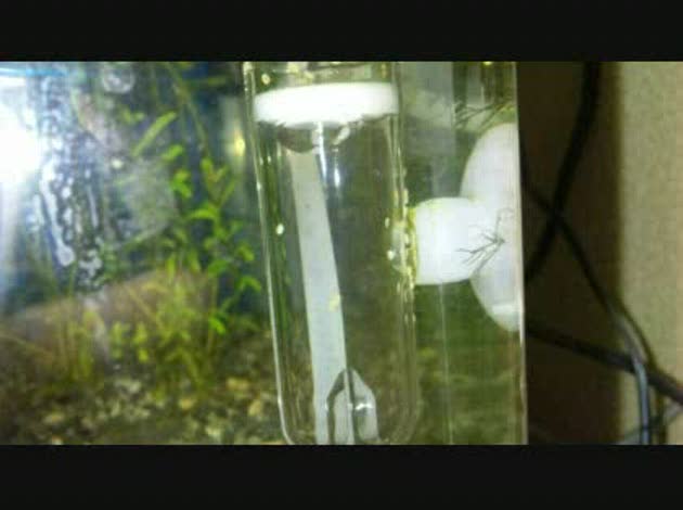 ガラス面に何かの卵 が 水槽を見たらco2の拡散筒に何かの卵みたい Okwave ガラス面に何かの卵 が 水槽を見たらco2の拡散筒に何かの卵みたい Okwave